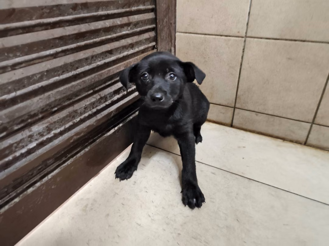 The dog, from the shelter's listing
