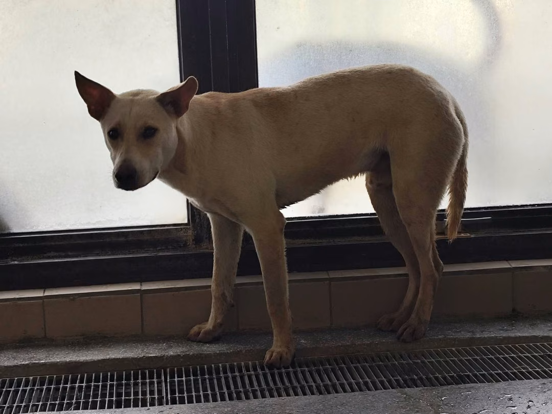 The dog, from the shelter's listing
