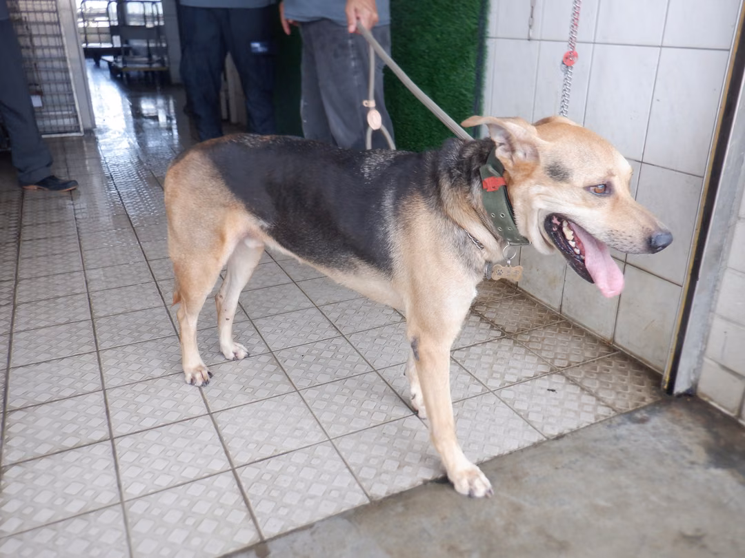 The dog, from the shelter's listing