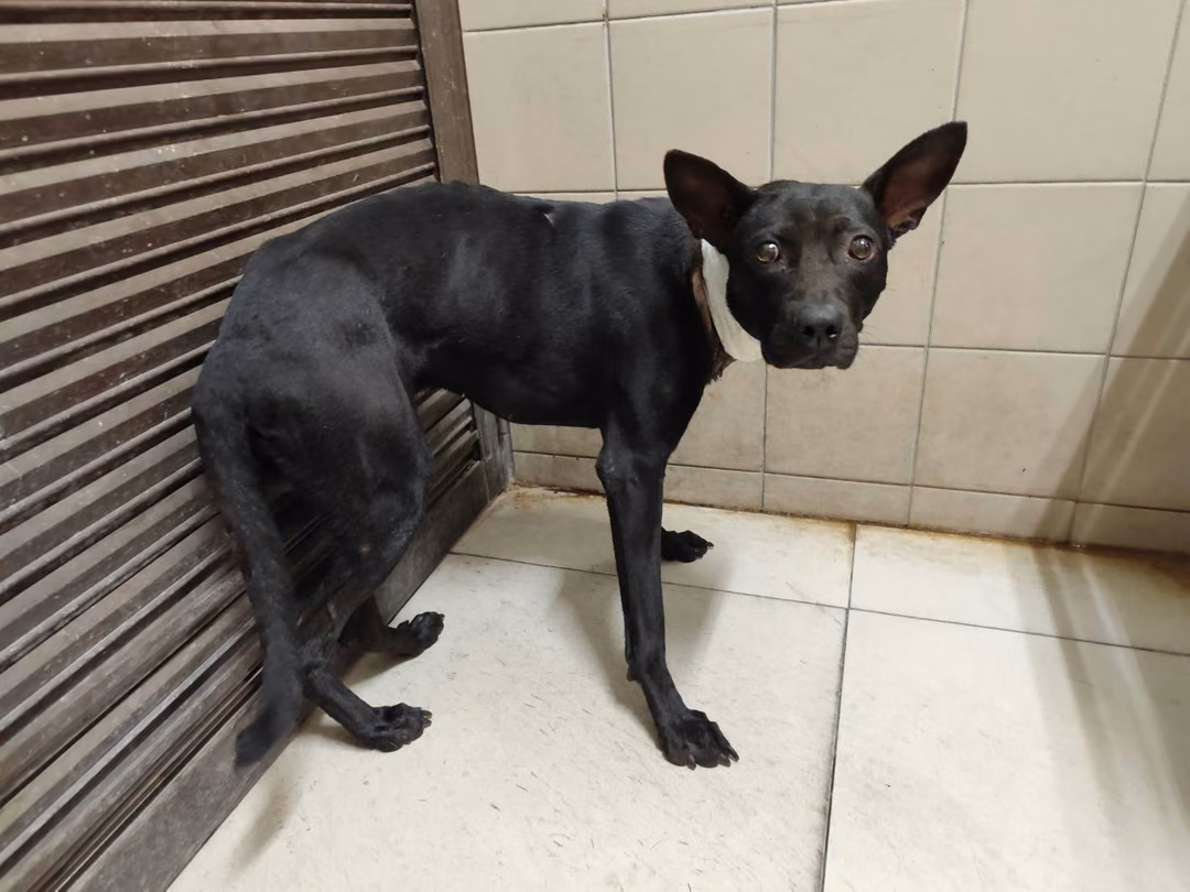 The dog, from the shelter's listing