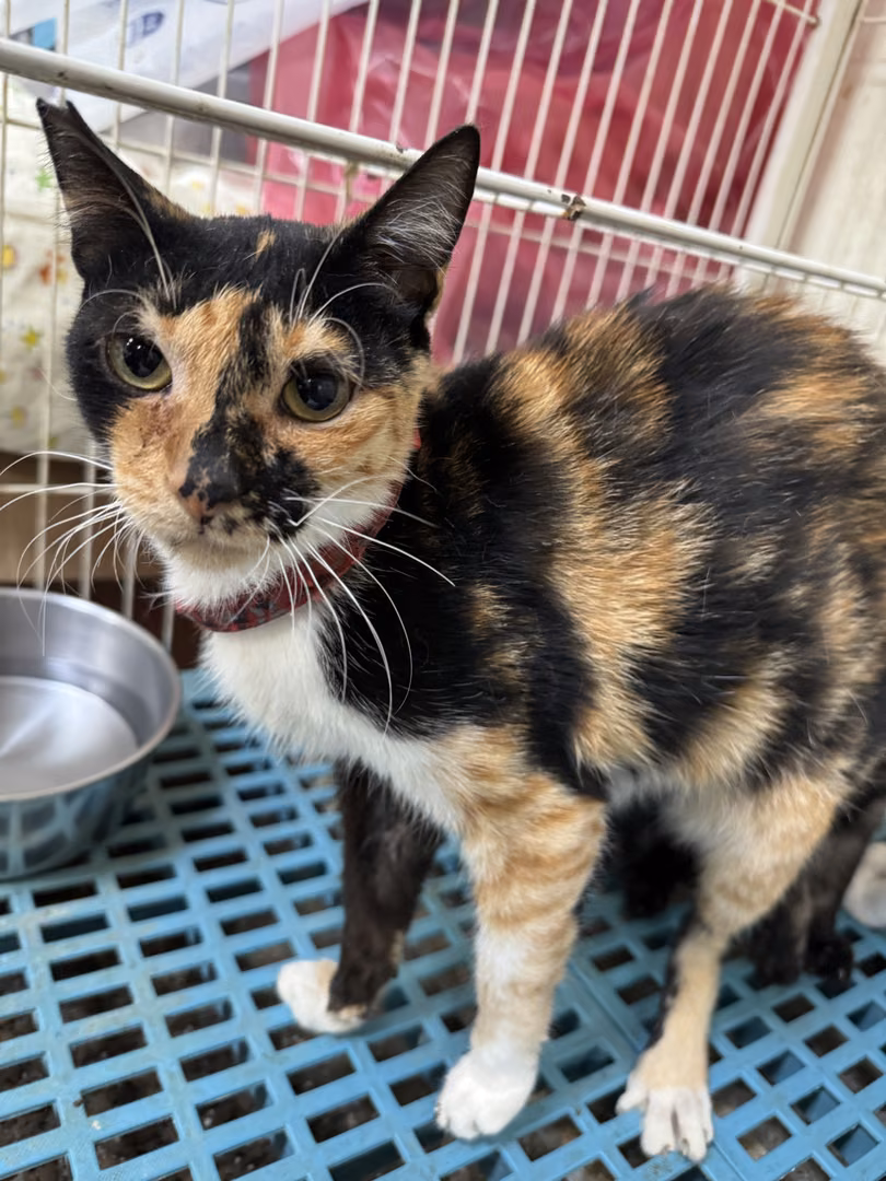 The cat, from the shelter's listing