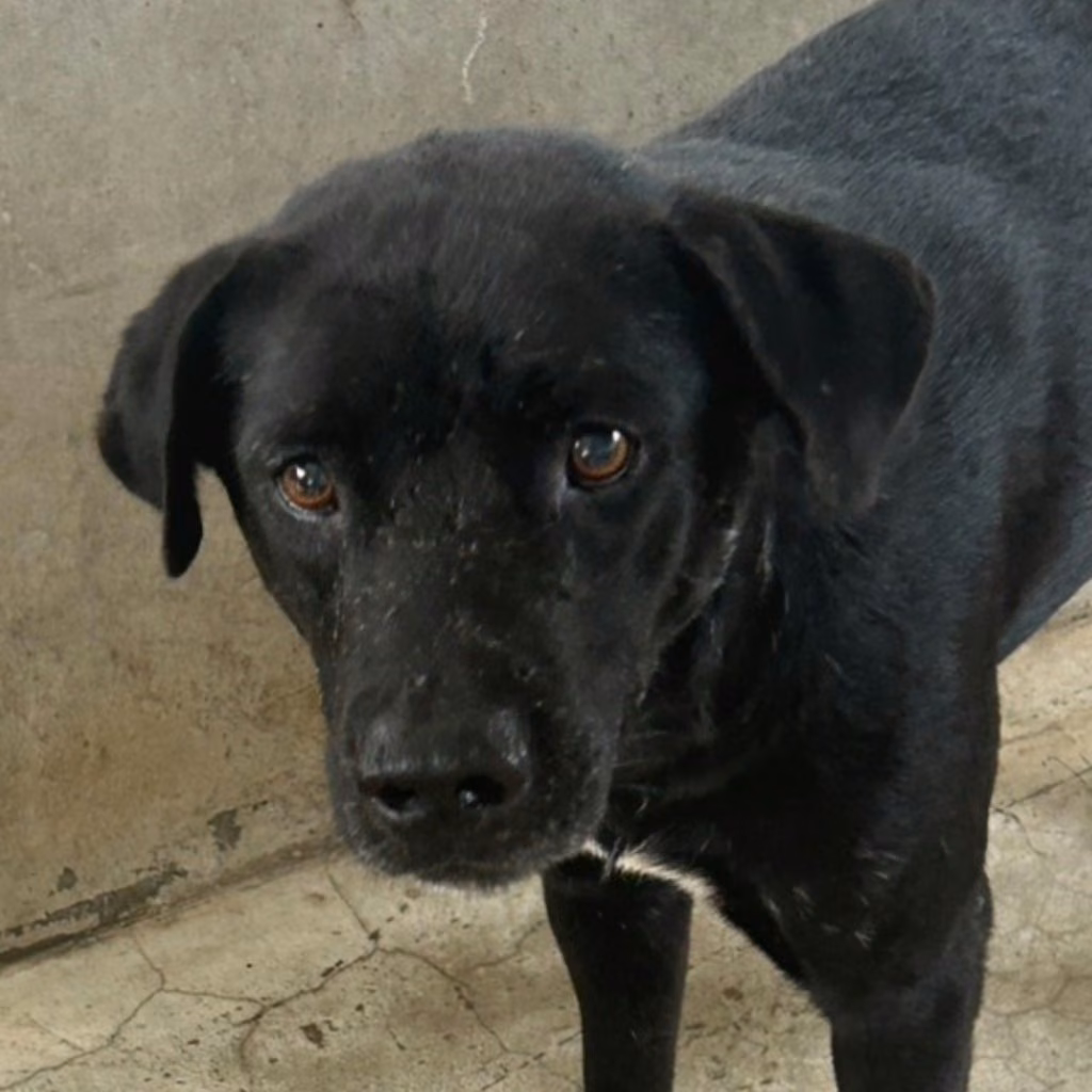 The dog, from the shelter's listing
