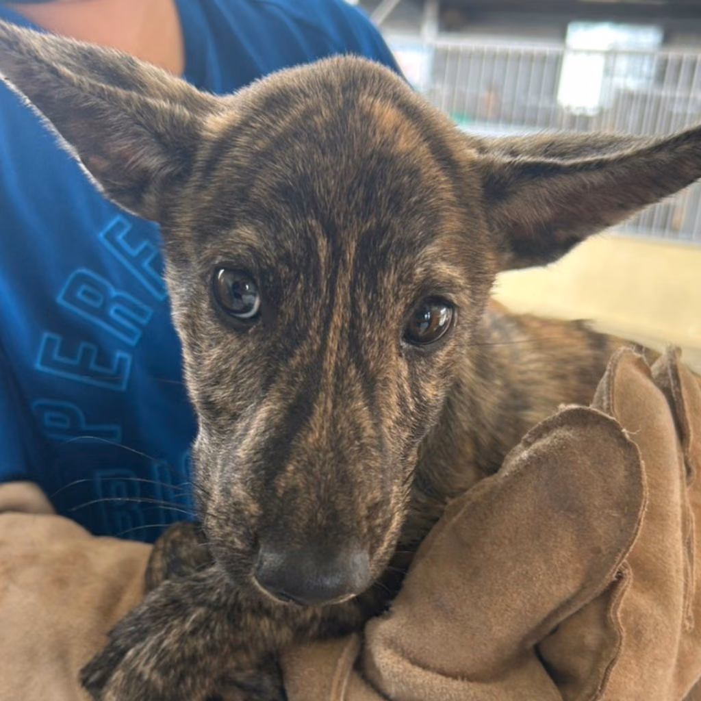 The dog, from the shelter's listing