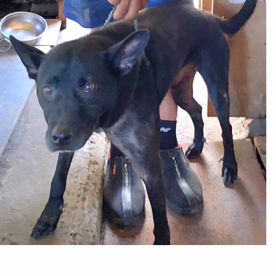 The dog, from the shelter's listing