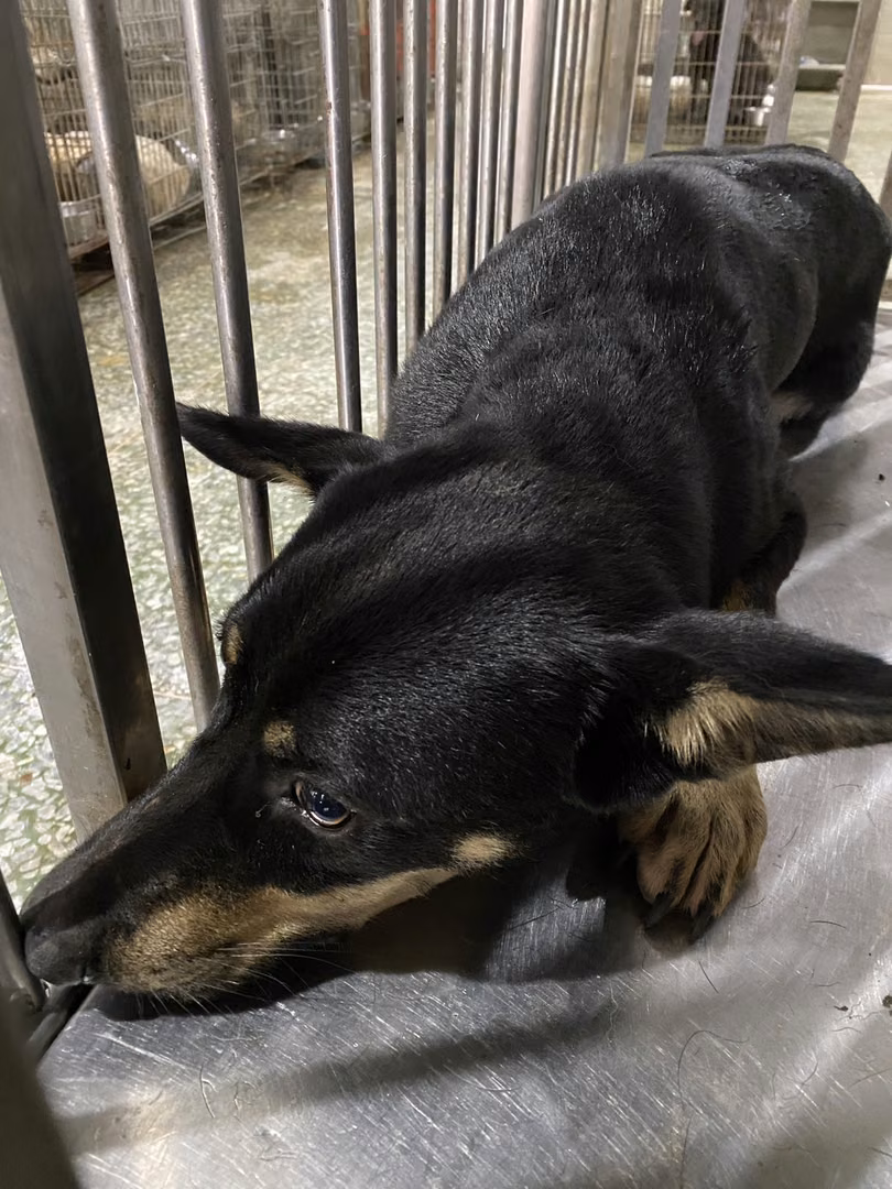 The dog, from the shelter's listing