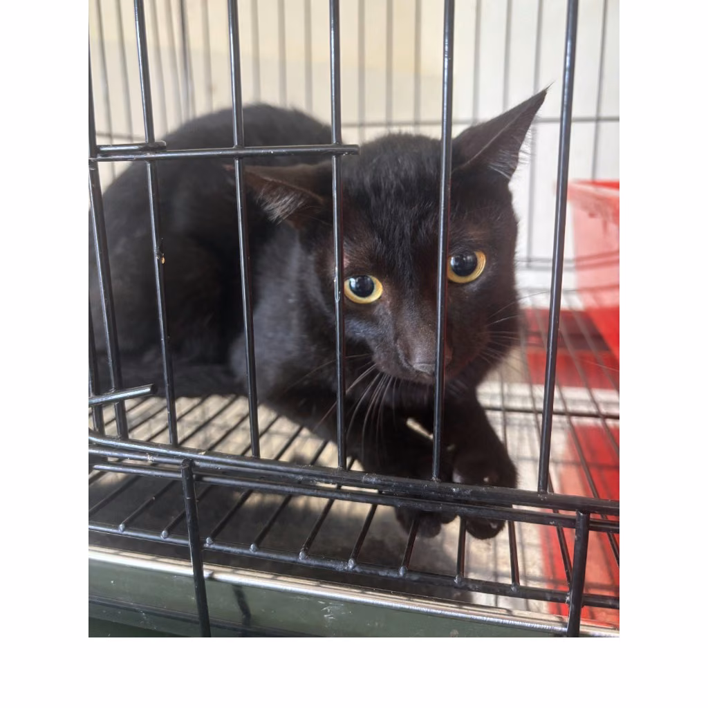The cat, from the shelter's listing