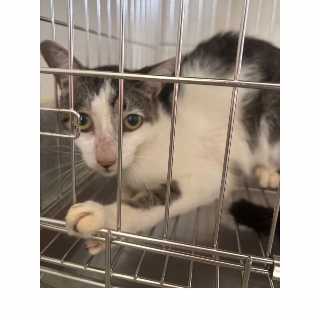 The cat, from the shelter's listing