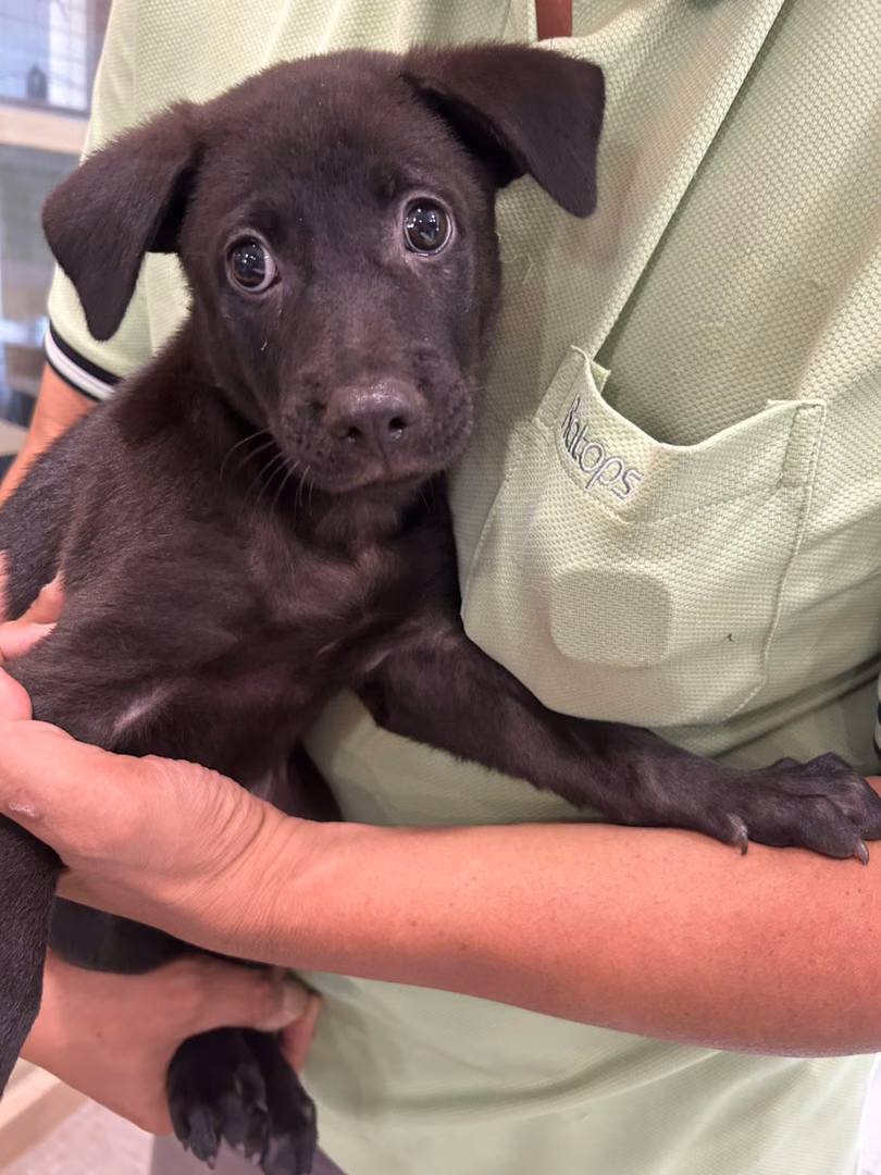 The dog, from the shelter's listing