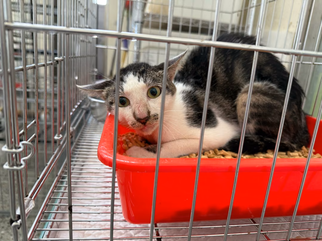 The cat, from the shelter's listing
