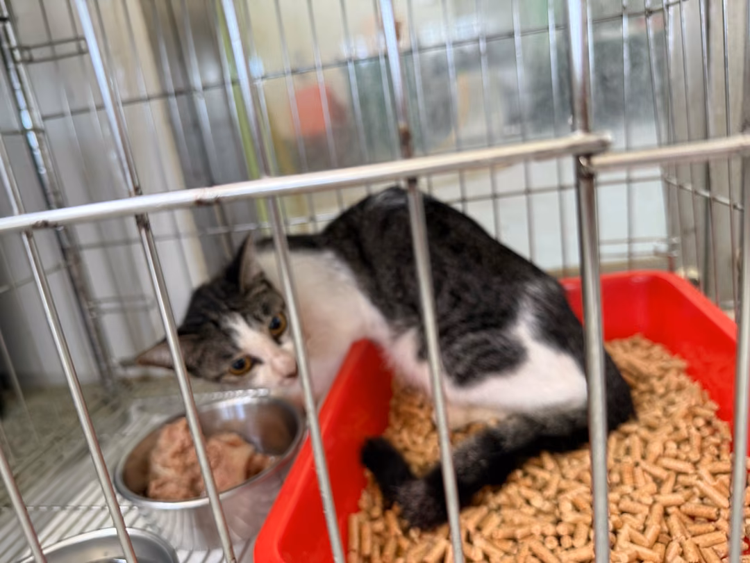 The cat, from the shelter's listing