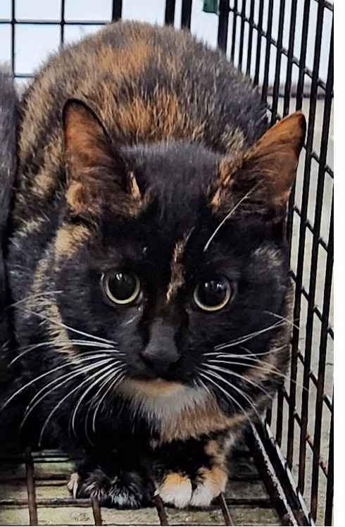 The cat, from the shelter's listing
