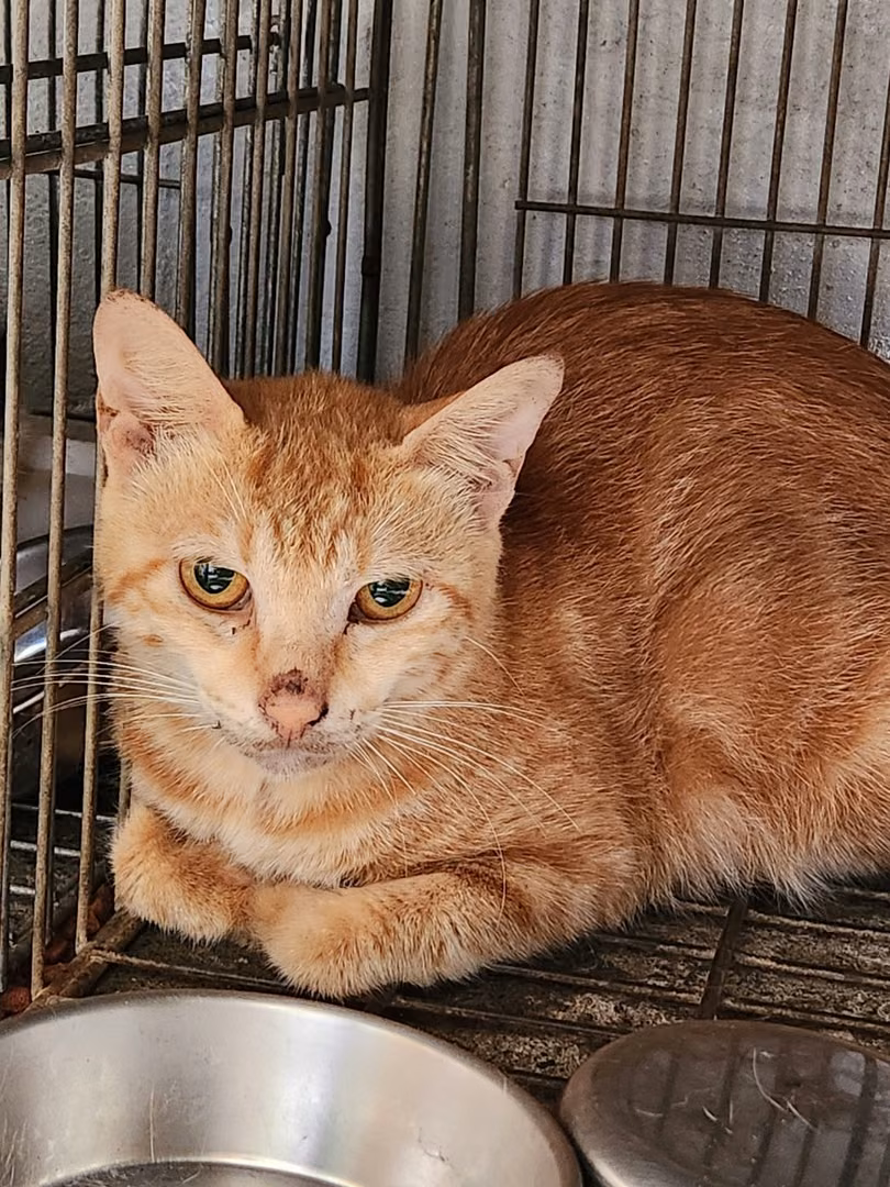 The cat, from the shelter's listing