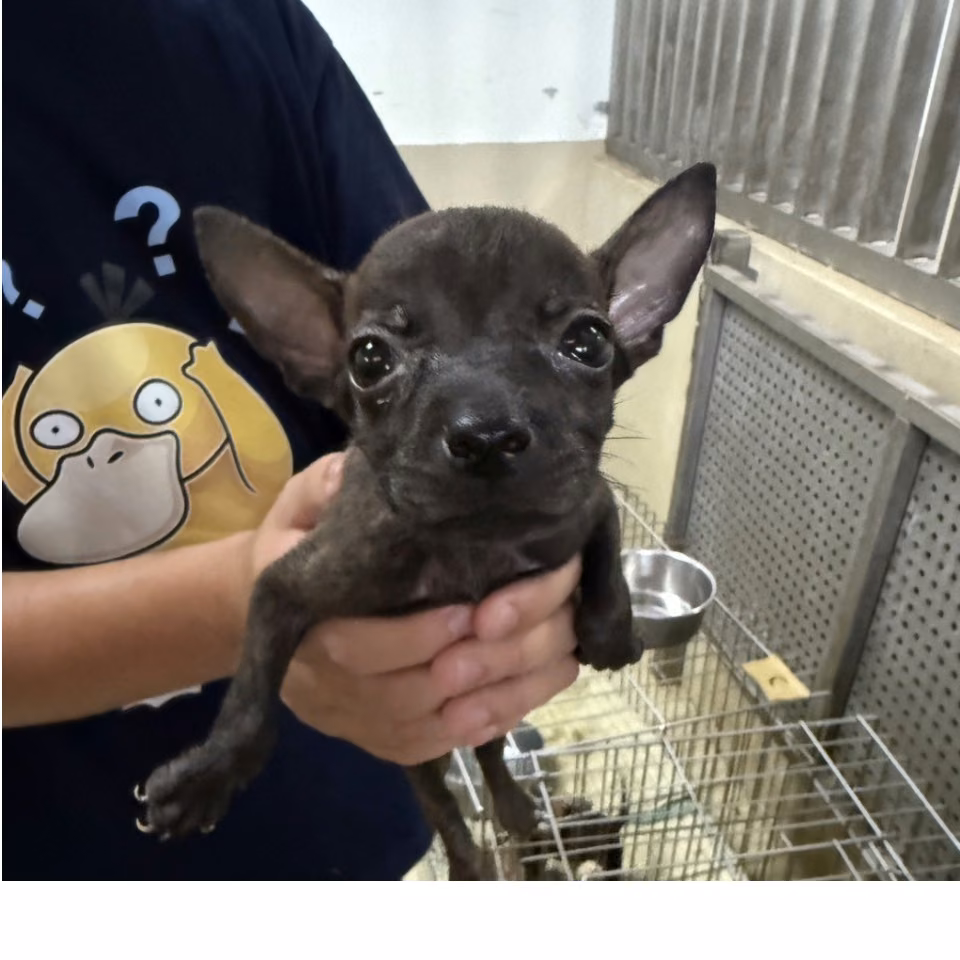The dog, from the shelter's listing