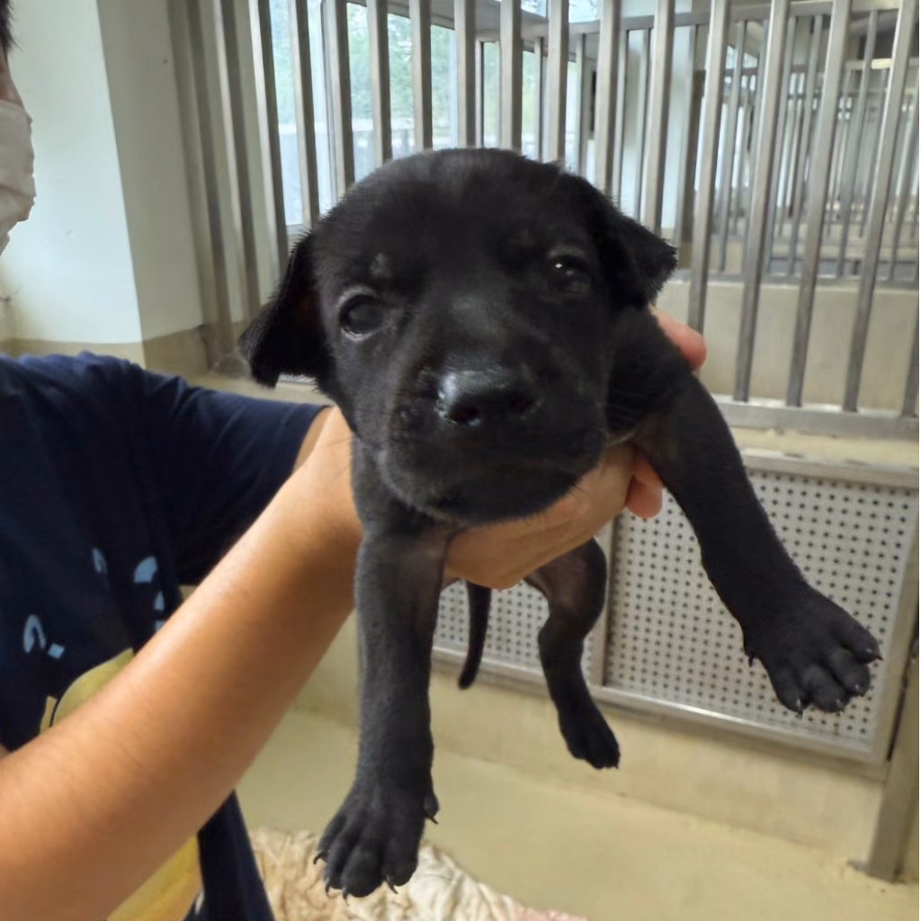 The dog, from the shelter's listing