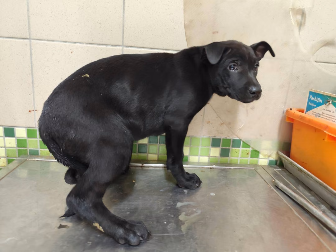 The dog, from the shelter's listing