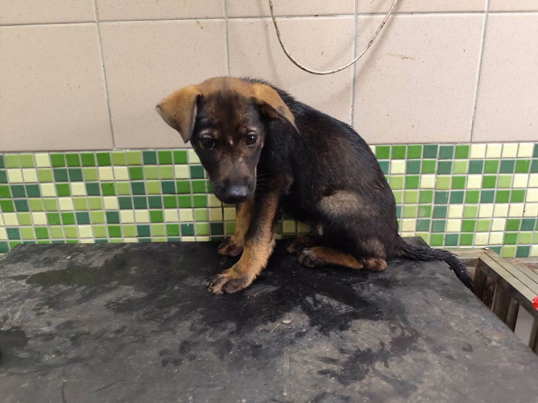 The dog, from the shelter's listing