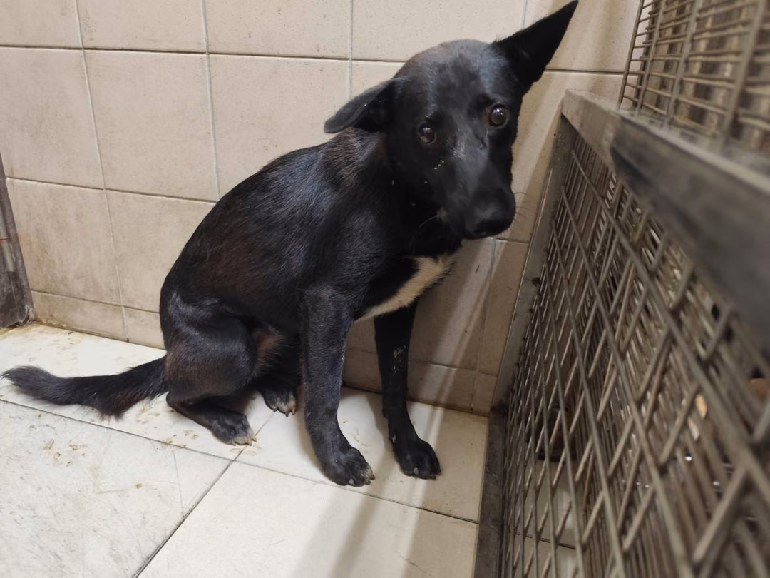 The dog, from the shelter's listing