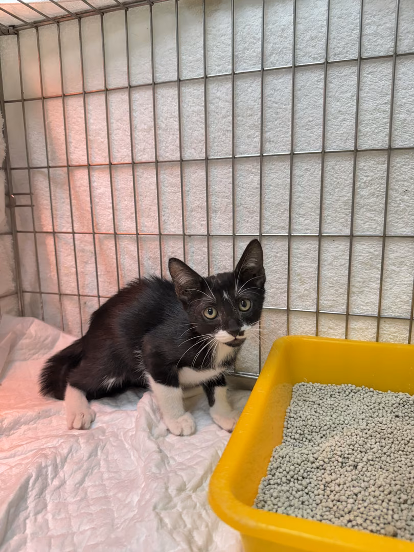 The cat, from the shelter's listing