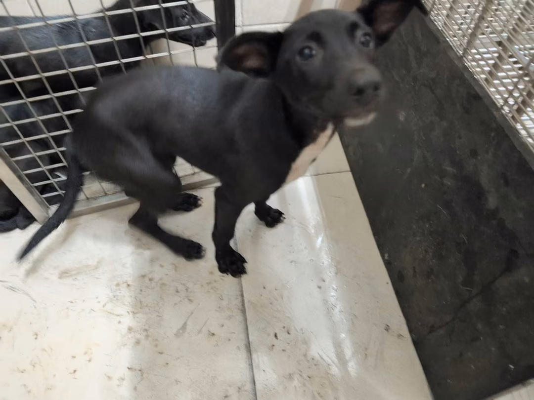 The dog, from the shelter's listing