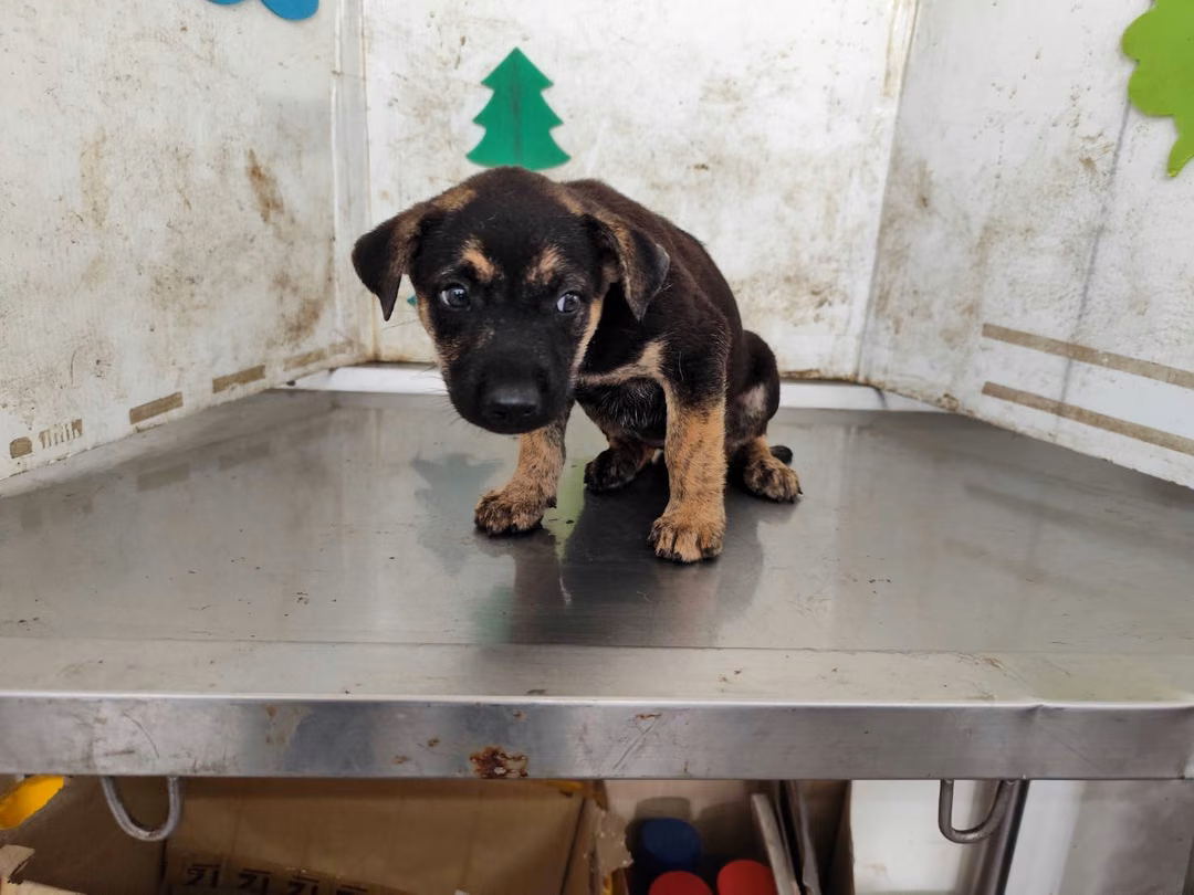 The dog, from the shelter's listing