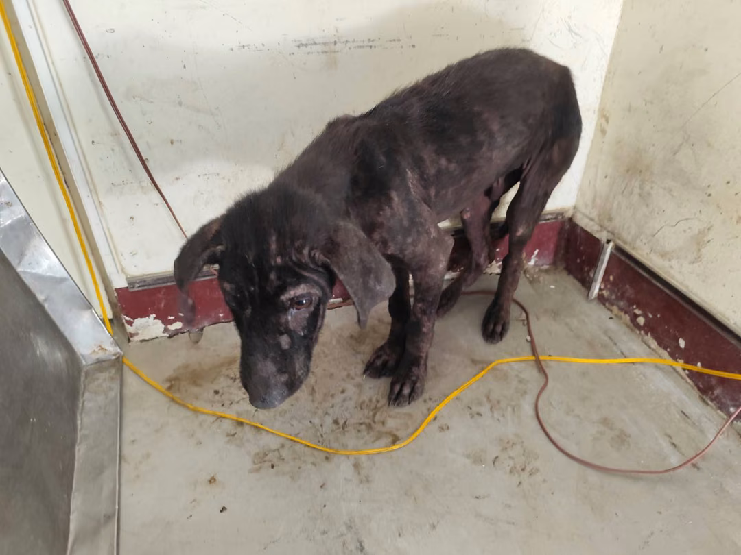 The dog, from the shelter's listing