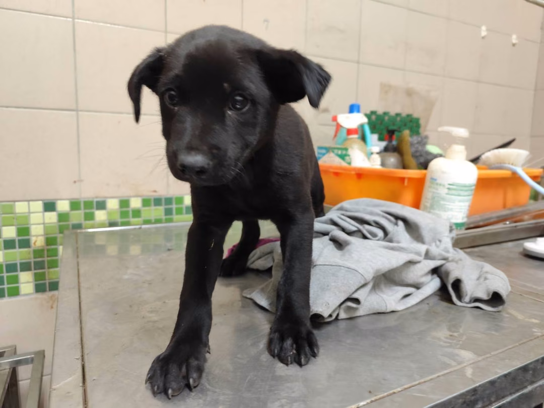 The dog, from the shelter's listing