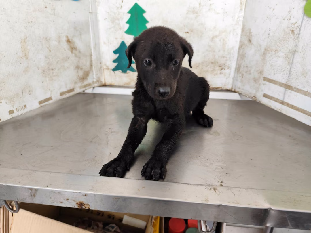 The dog, from the shelter's listing