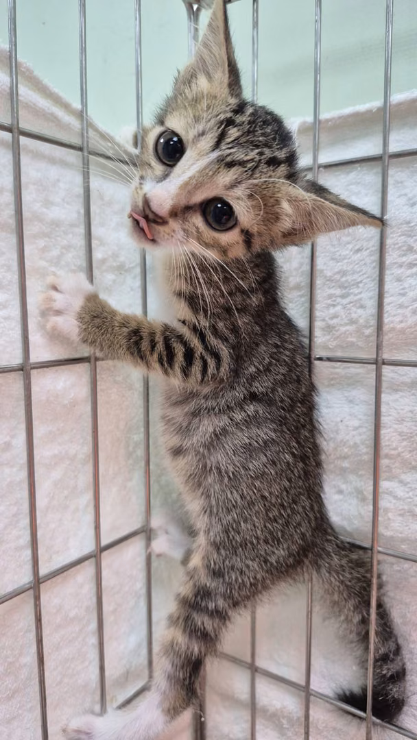 The cat, from the shelter's listing