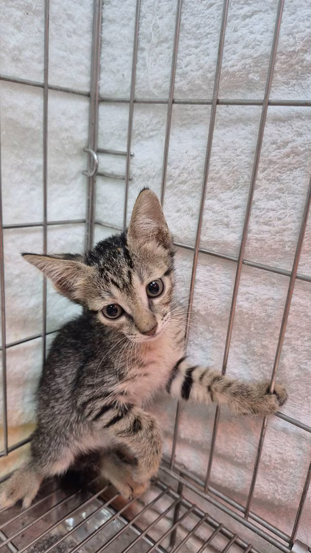 The cat, from the shelter's listing
