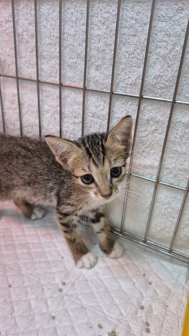 The cat, from the shelter's listing