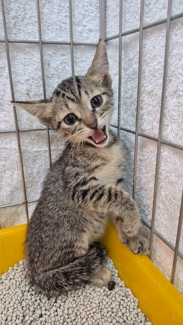 The cat, from the shelter's listing
