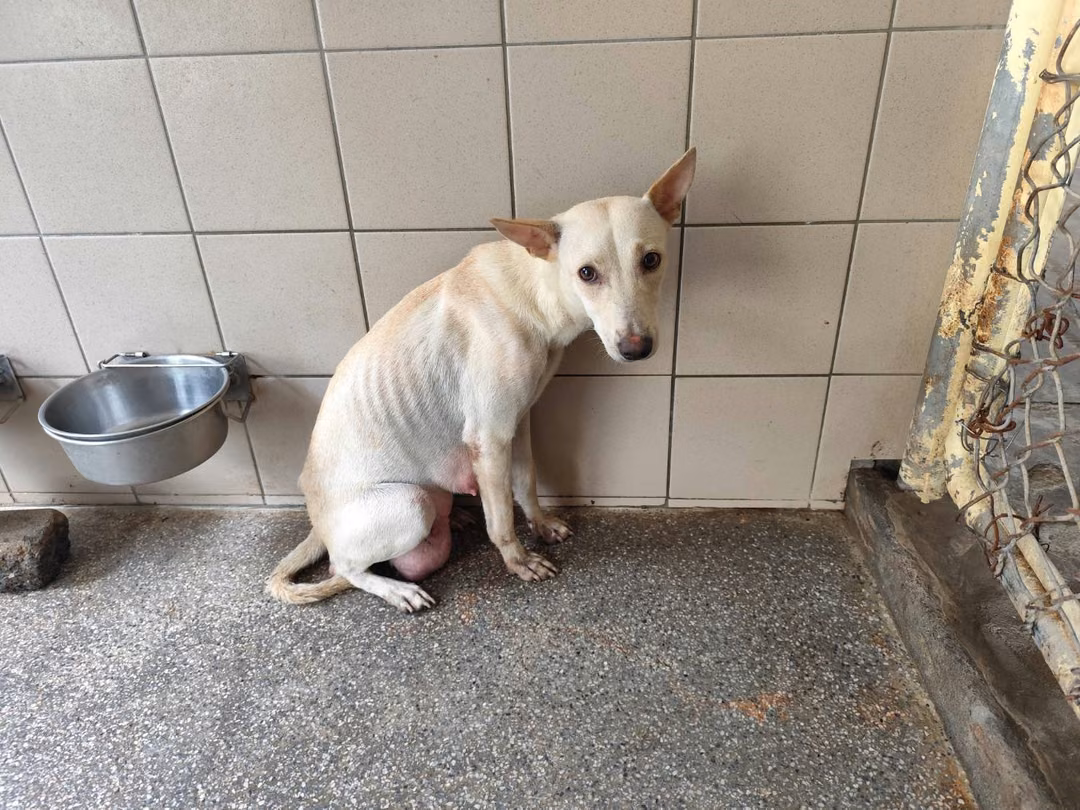 The dog, from the shelter's listing