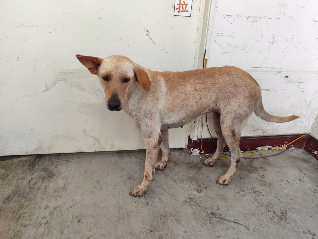 The dog, from the shelter's listing