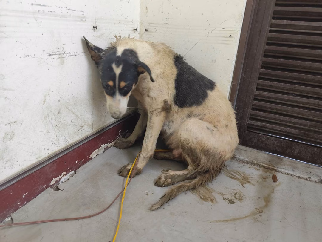 The dog, from the shelter's listing