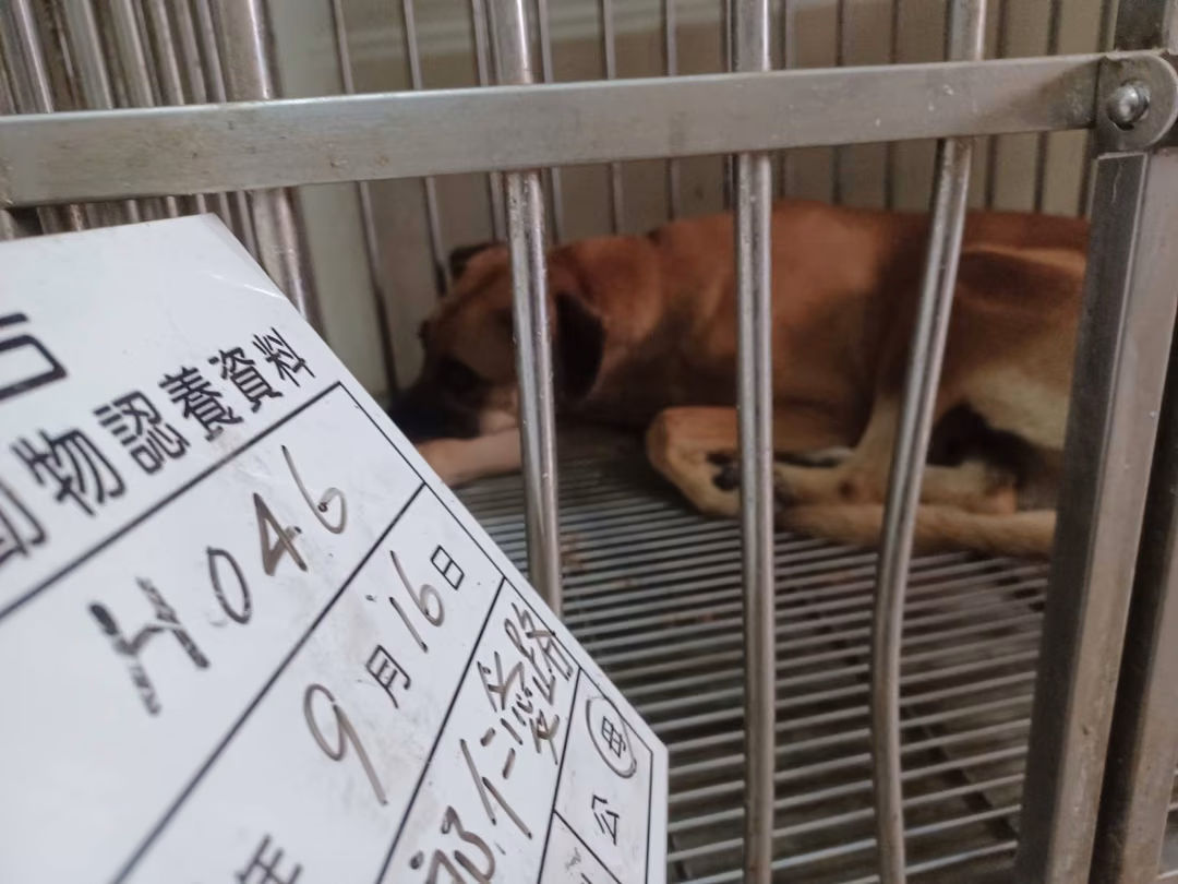 The dog, from the shelter's listing