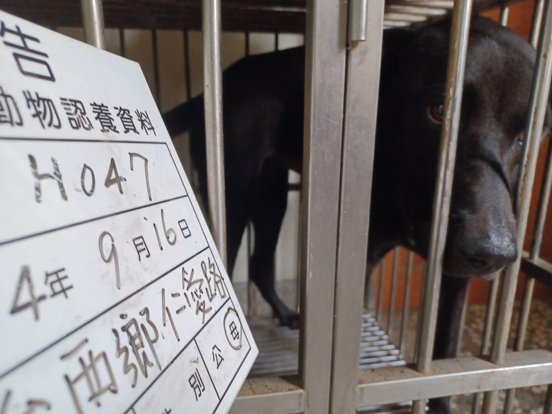 The dog, from the shelter's listing