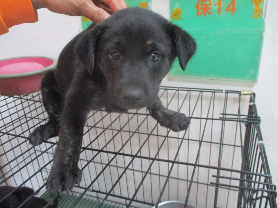 The dog, from the shelter's listing
