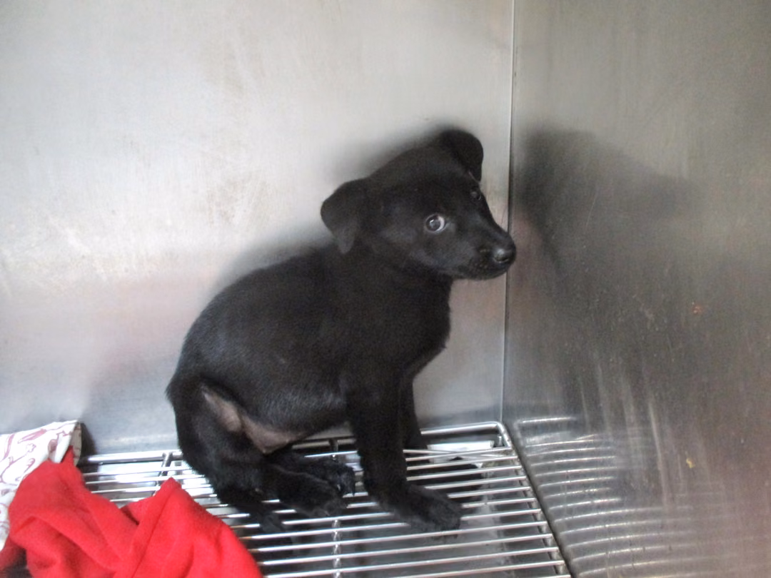 The dog, from the shelter's listing