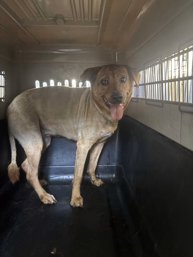 The dog, from the shelter's listing