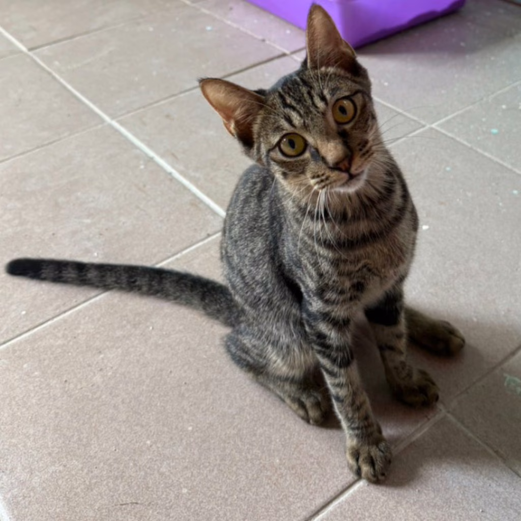 The cat, from the shelter's listing