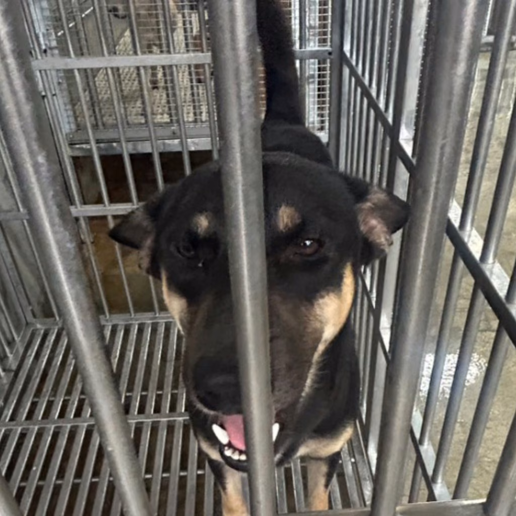 The dog, from the shelter's listing