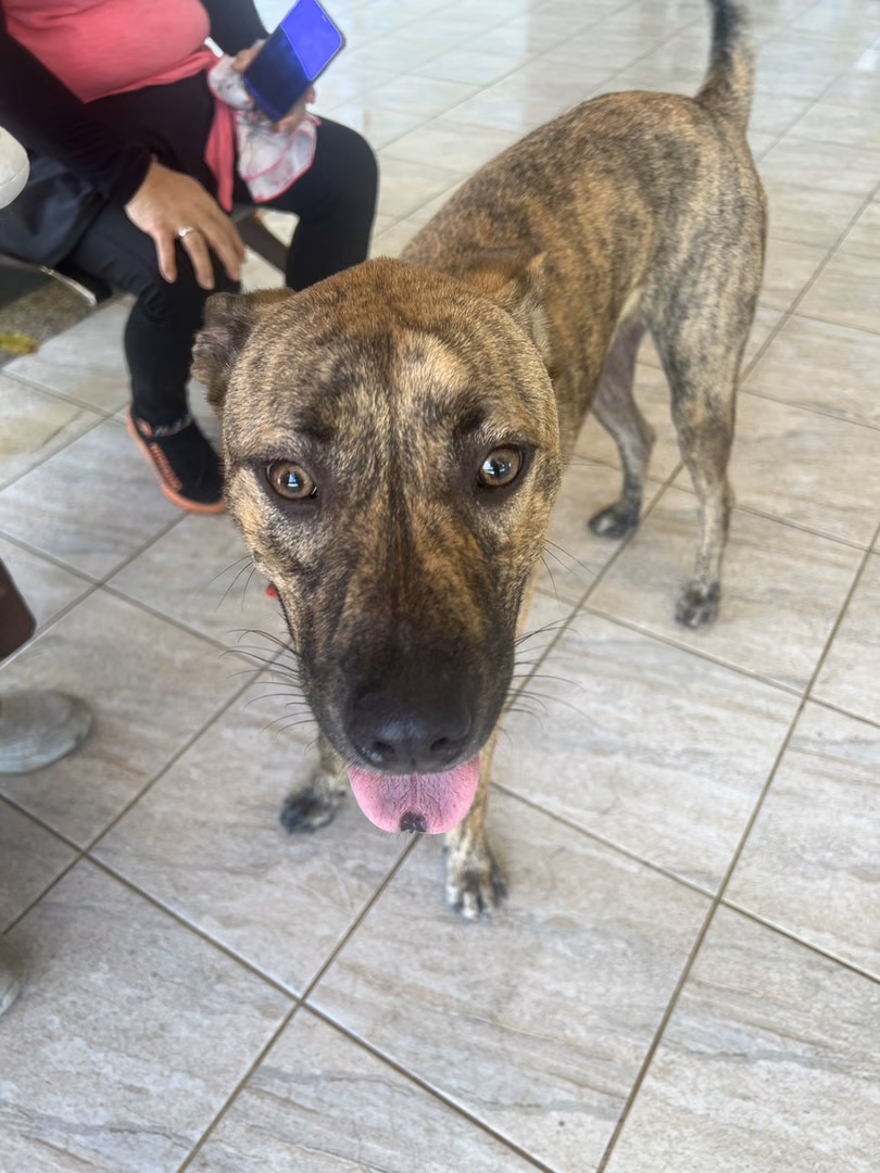 The dog, from the shelter's listing