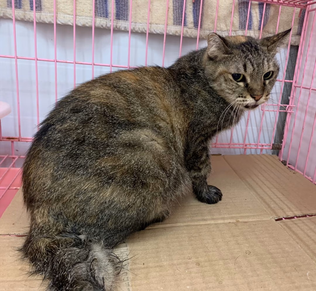 The cat, from the shelter's listing