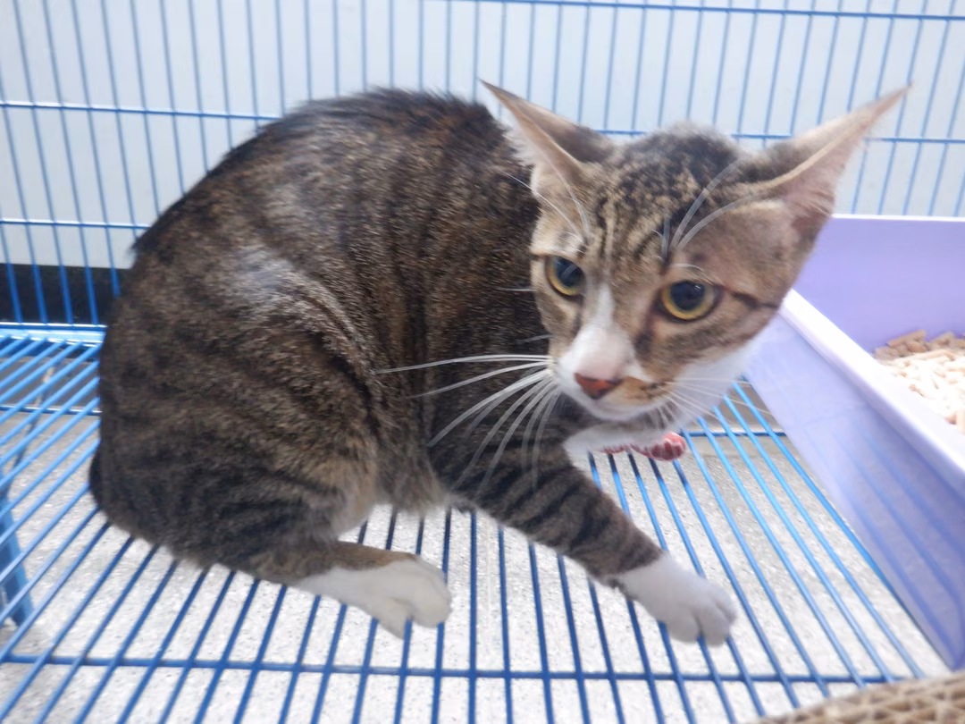 The cat, from the shelter's listing