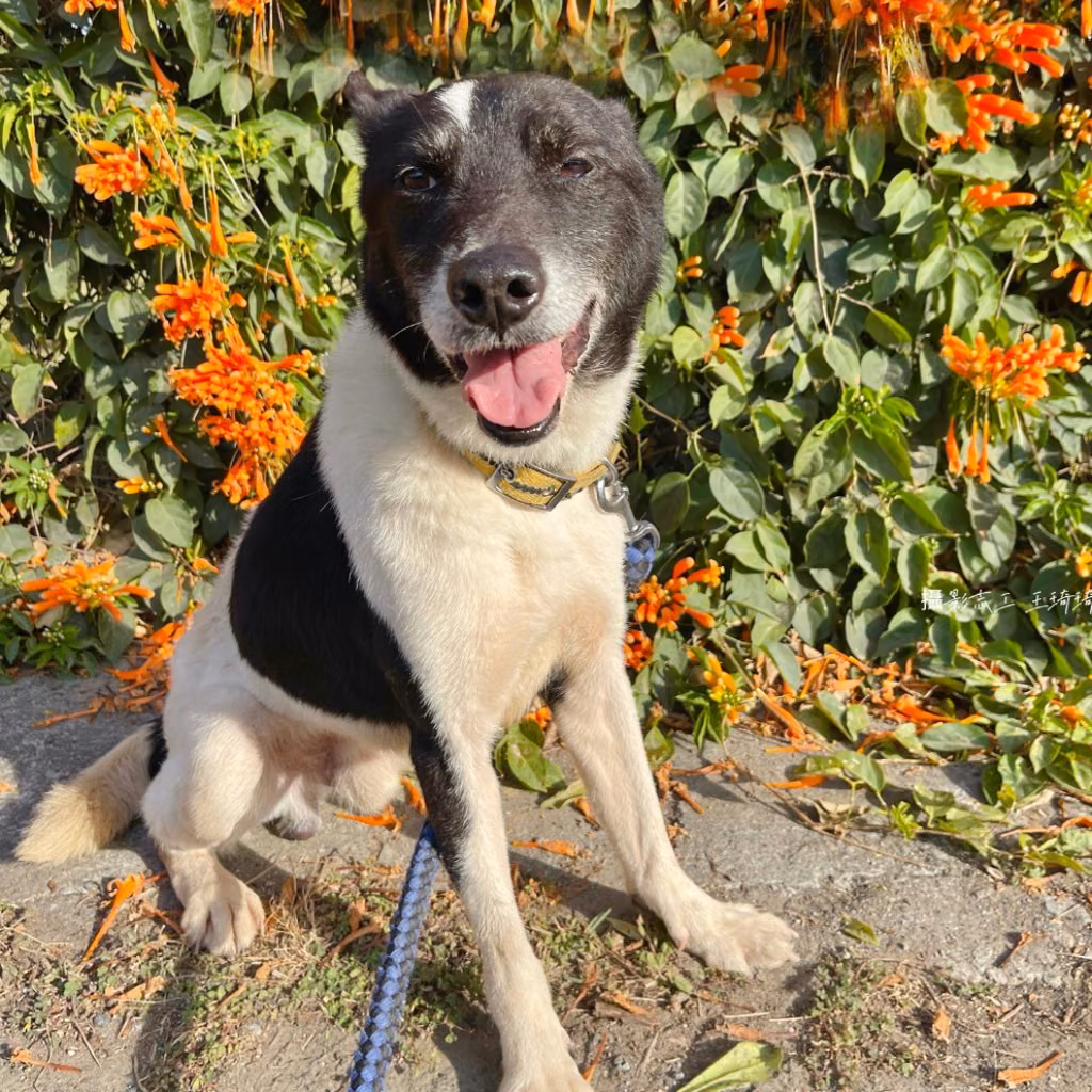 The dog, from the shelter's listing