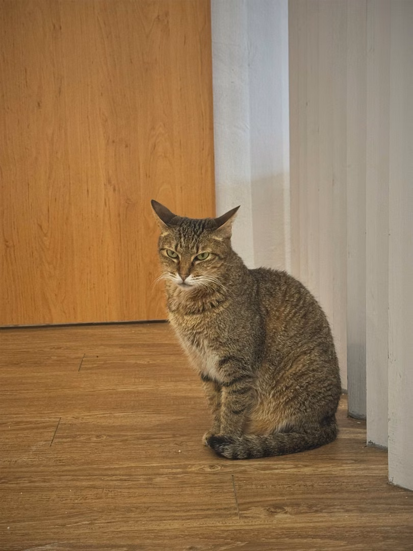 The cat, from the shelter's listing