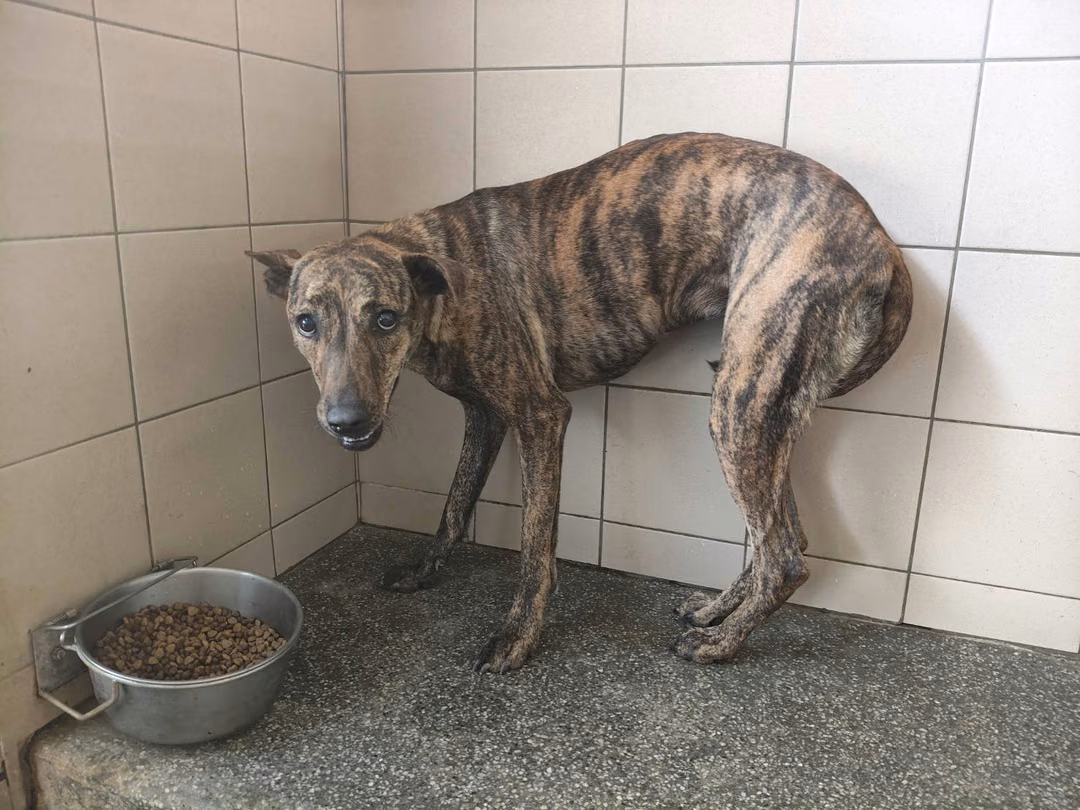 The dog, from the shelter's listing