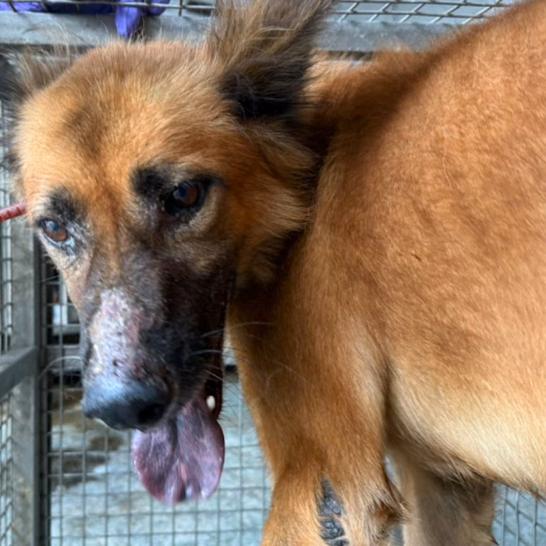 The dog, from the shelter's listing