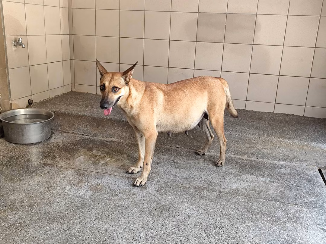 The dog, from the shelter's listing