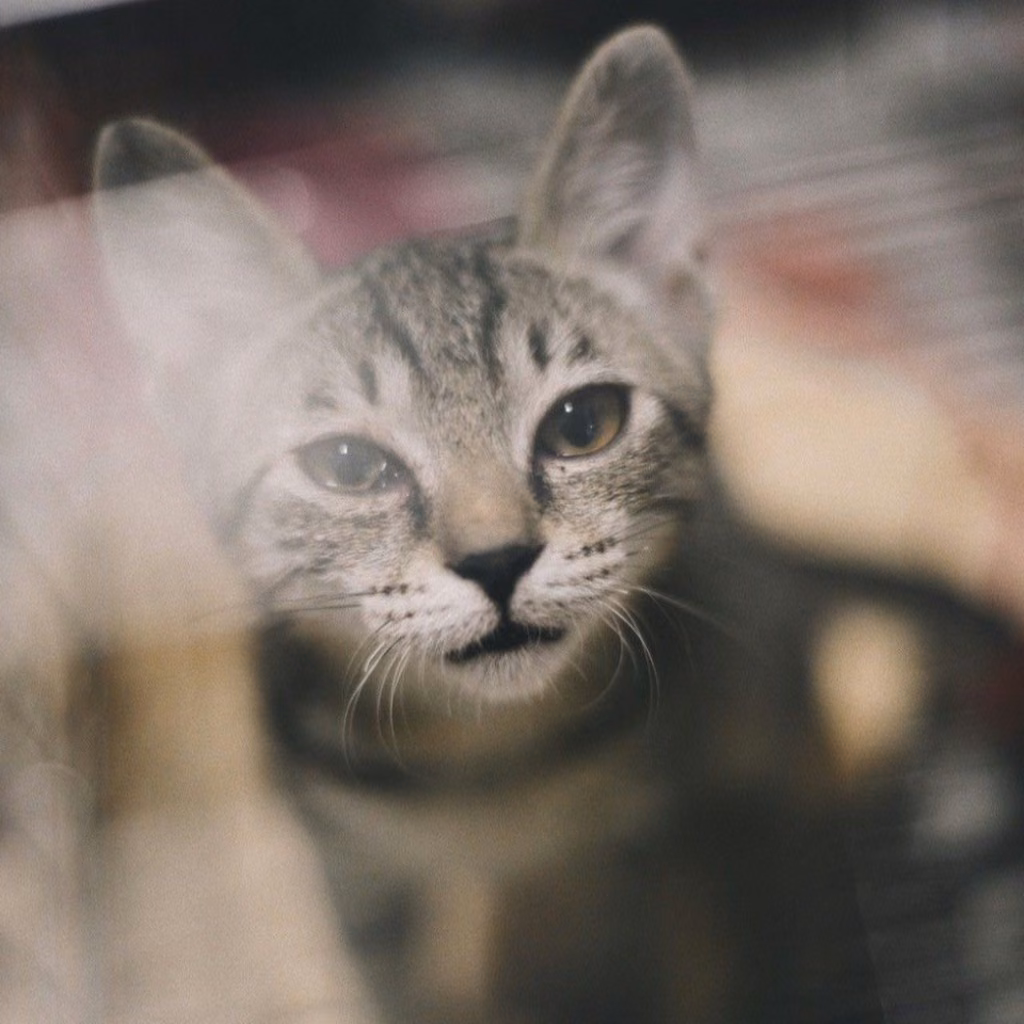 The cat, from the shelter's listing